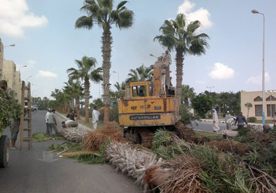 قطع الاشجار بمدينة برج العرب بالاسكندرية